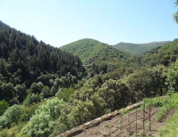 Propriété : Panorama depuis un bancèl (terrasse soutenue par un mur) du jardin potager